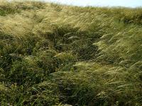 kavyl vláskový.jpg kavyl vláskový.jpg